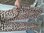 Cas Cara Hose 42173 leopard